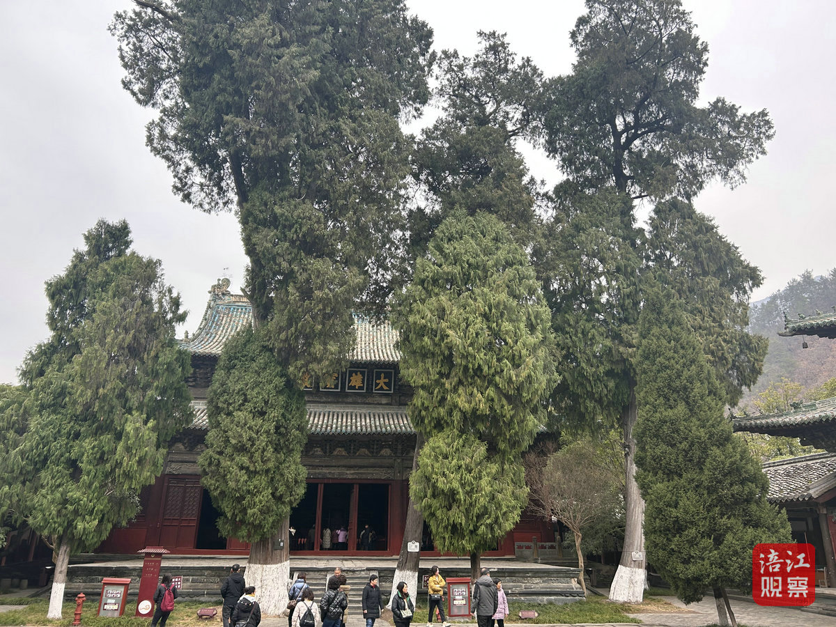 報恩寺的“古樹衛士”1_1.jpg